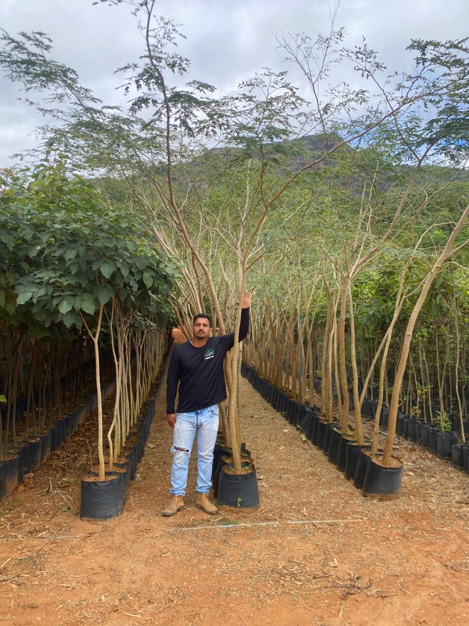 agape-reflorestamento-mudas-nativas-viveiro