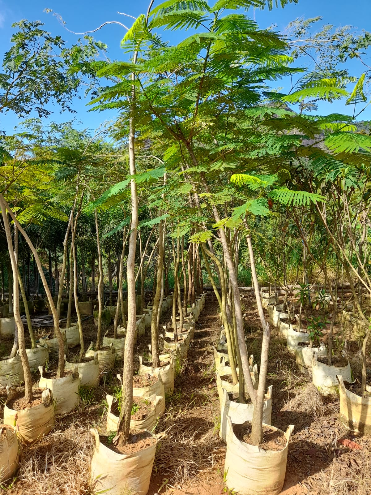 bag-viveiros-agape-reflorestamento