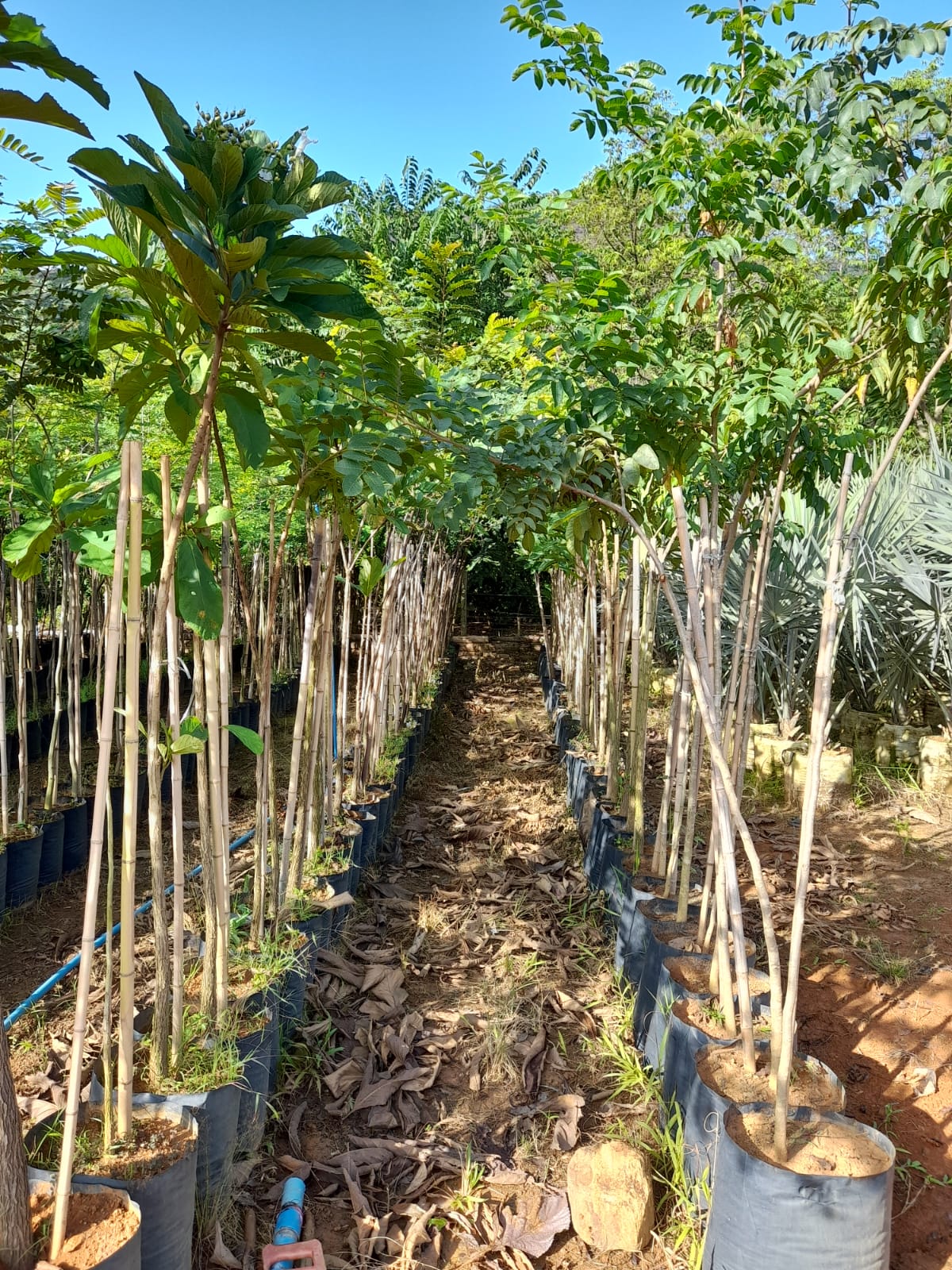 sacolao-viveiros-agape-reflorestamento-mudas-nativas