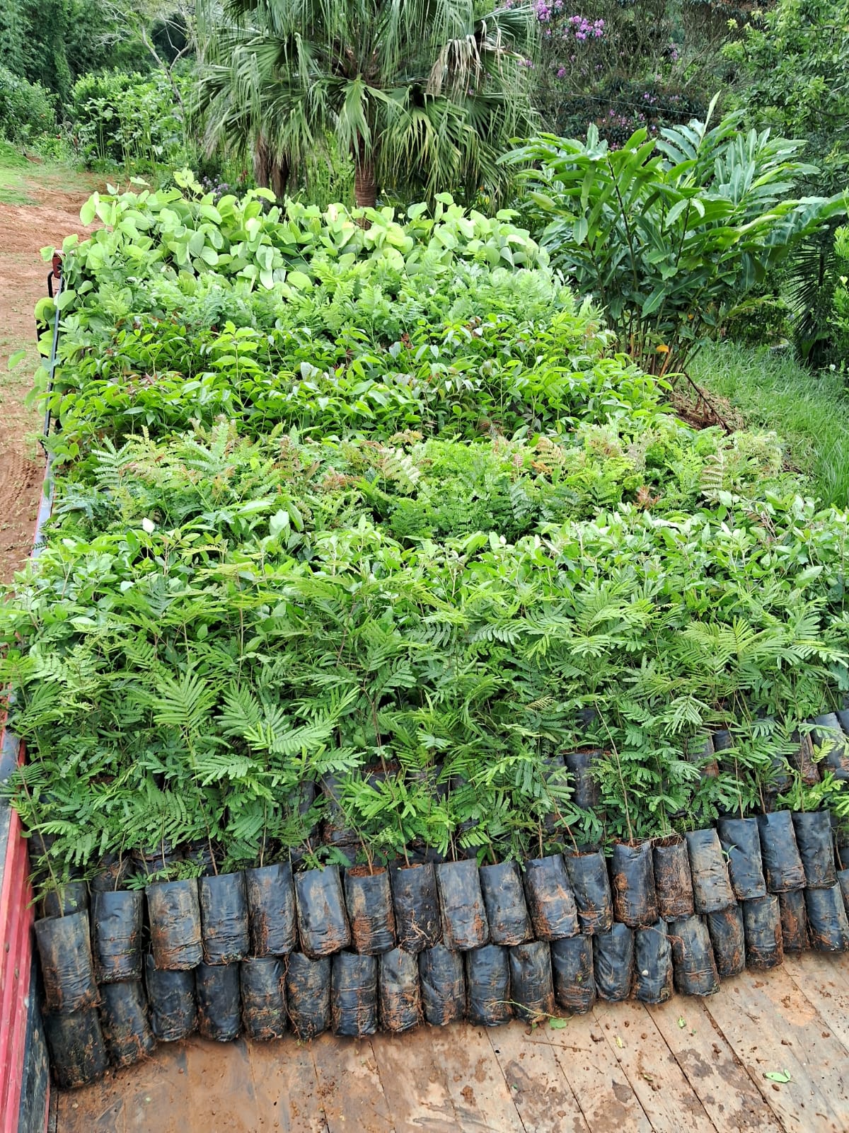 sacolinha-mudas-nativas-reflorestamento-agape-brasil