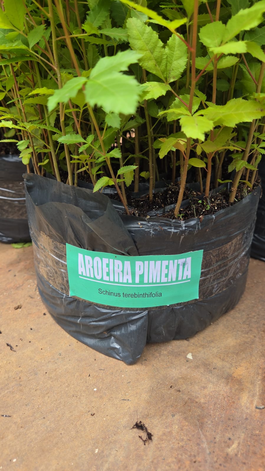 mudas-tubete-nativas-agape-viveiros-agape-reflorestamento